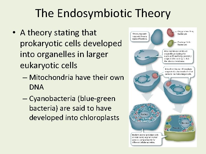 The Endosymbiotic Theory • A theory stating that prokaryotic cells developed into organelles in