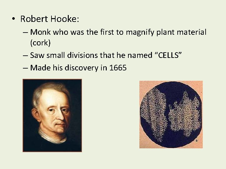  • Robert Hooke: – Monk who was the first to magnify plant material