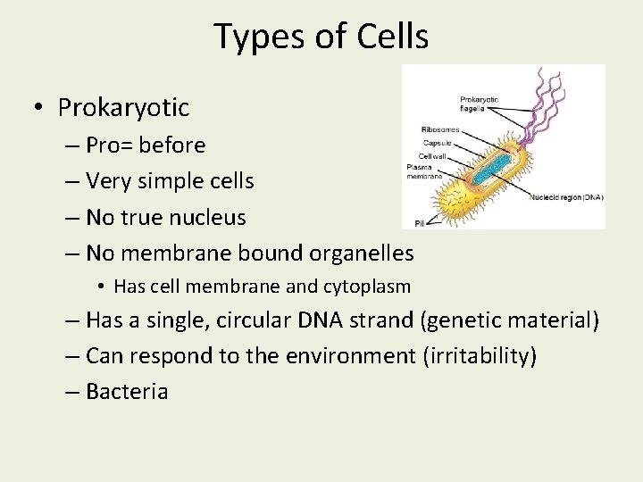 Types of Cells • Prokaryotic – Pro= before – Very simple cells – No