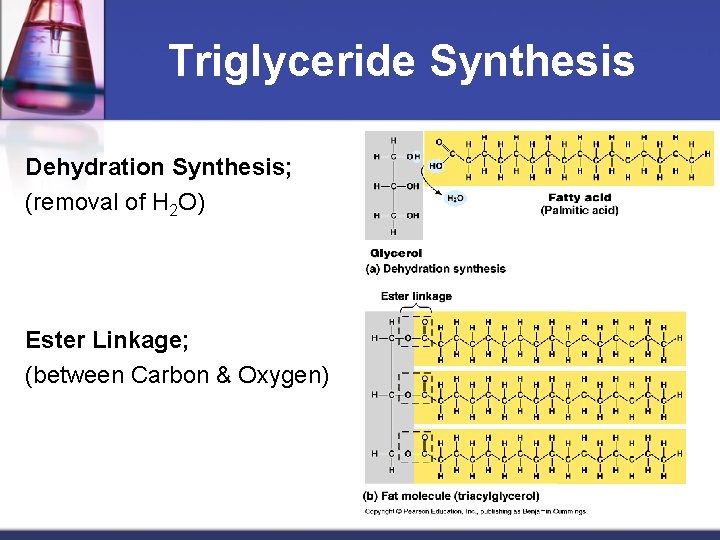 Triglyceride Synthesis Dehydration Synthesis; (removal of H 2 O) Ester Linkage; (between Carbon &