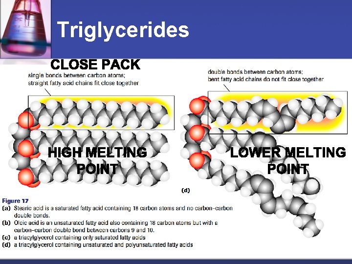 Triglycerides 