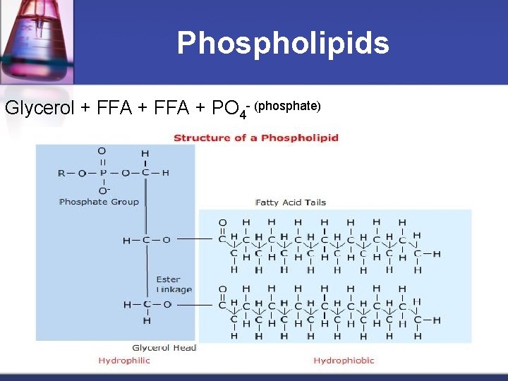 Phospholipids Glycerol + FFA + PO 4 - (phosphate) 