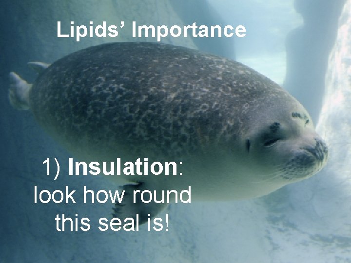 Lipids’ Importance 1) Insulation: look how round this seal is! 