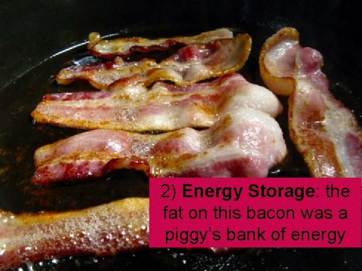 2) Energy Storage: the fat on this bacon was a piggy’s bank of energy