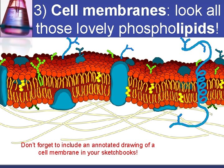 3) Cell membranes: look all those lovely phospholipids! Don’t forget to include an annotated