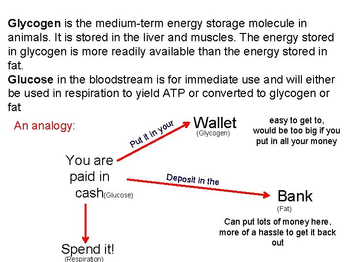 Glycogen is the medium-term energy storage molecule in animals. It is stored in the