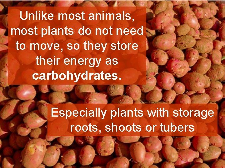 Unlike most animals, most plants do not need to move, so they store their