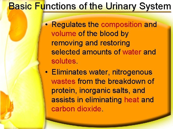 Basic Functions of the Urinary System • Regulates the composition and volume of the