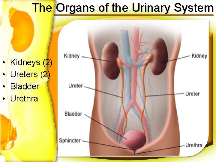 The Organs of the Urinary System • • Kidneys (2) Ureters (2) Bladder Urethra