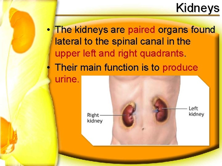Kidneys • The kidneys are paired organs found lateral to the spinal canal in