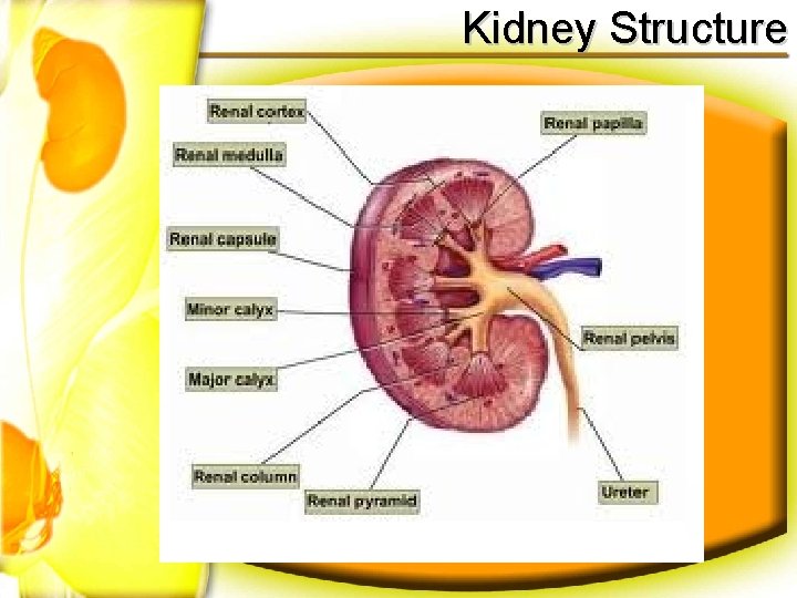 Kidney Structure 
