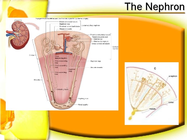 The Nephron 