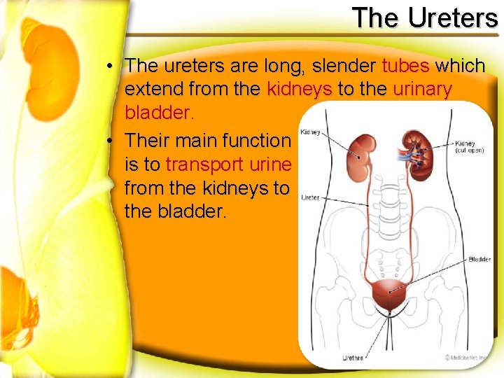 The Ureters • The ureters are long, slender tubes which extend from the kidneys