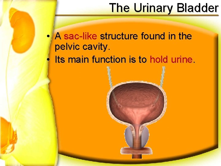 The Urinary Bladder • A sac-like structure found in the pelvic cavity. • Its