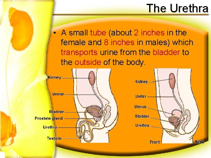 The Urethra • A small tube (about 2 inches in the female and 8
