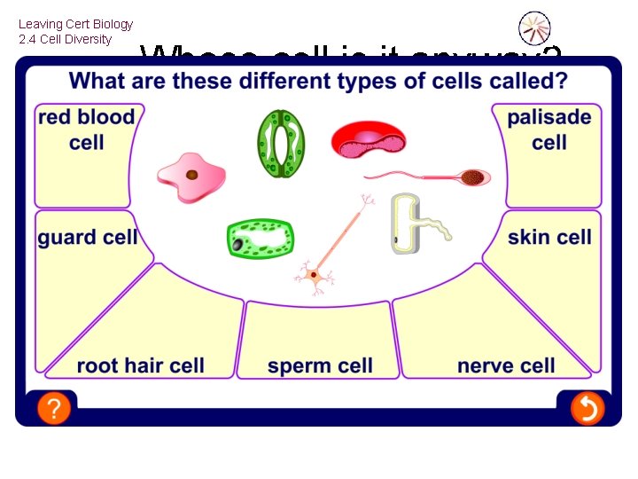 Leaving Cert Biology 2. 4 Cell Diversity Whose cell is it anyway? 