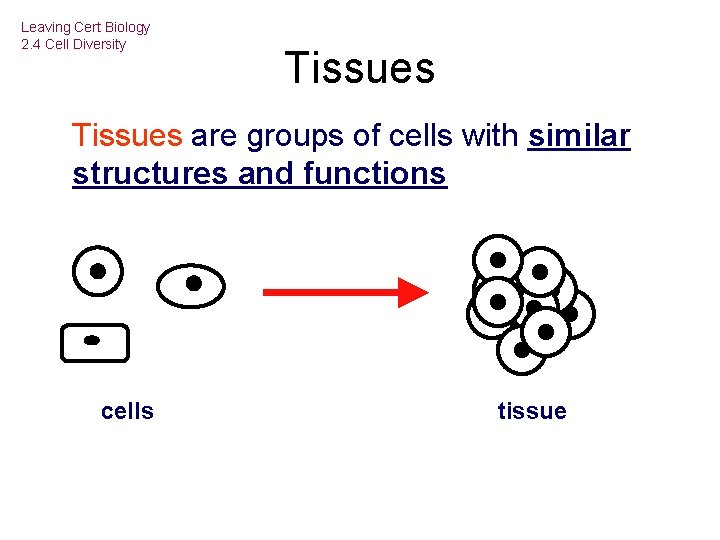 Leaving Cert Biology 2. 4 Cell Diversity Tissues are groups of cells with similar