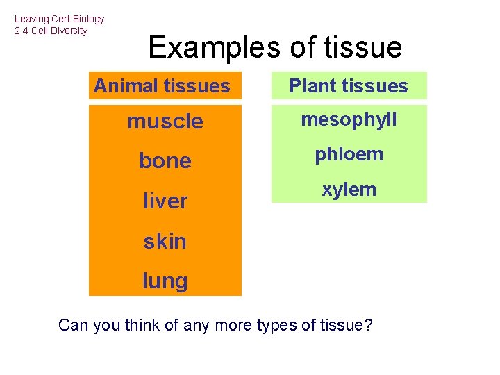 Leaving Cert Biology 2. 4 Cell Diversity Examples of tissue Animal tissues Plant tissues