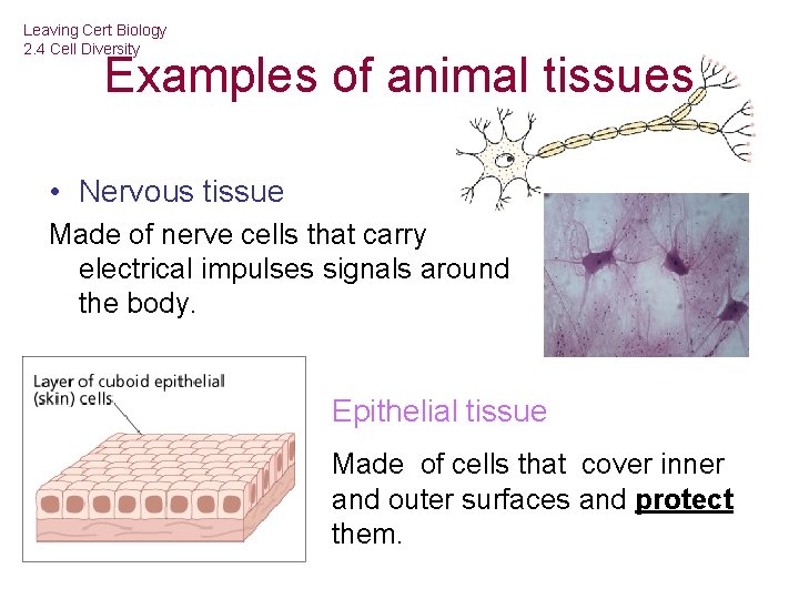 Leaving Cert Biology 2. 4 Cell Diversity Examples of animal tissues • Nervous tissue