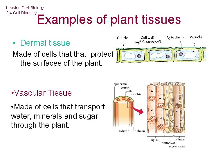 Leaving Cert Biology 2. 4 Cell Diversity Examples of plant tissues • Dermal tissue