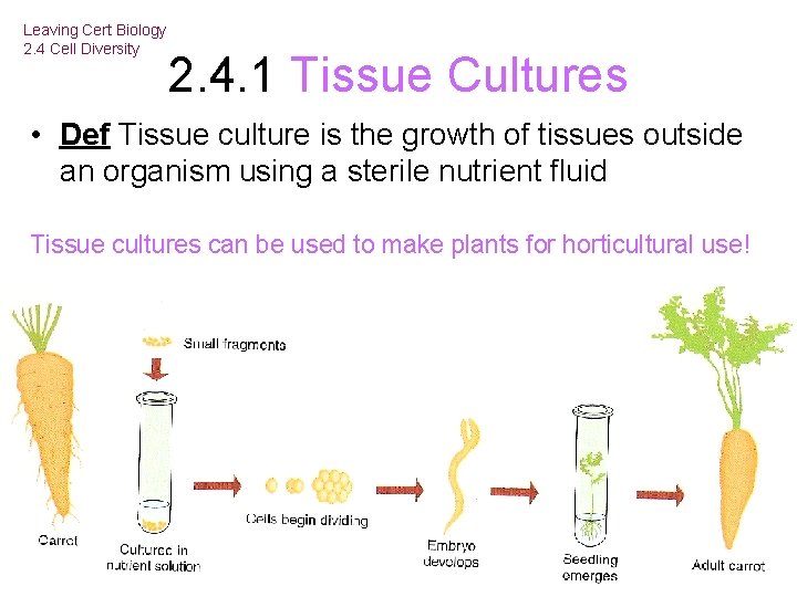 Leaving Cert Biology 2. 4 Cell Diversity 2. 4. 1 Tissue Cultures • Def