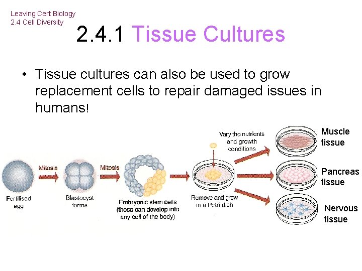 Leaving Cert Biology 2. 4 Cell Diversity 2. 4. 1 Tissue Cultures • Tissue