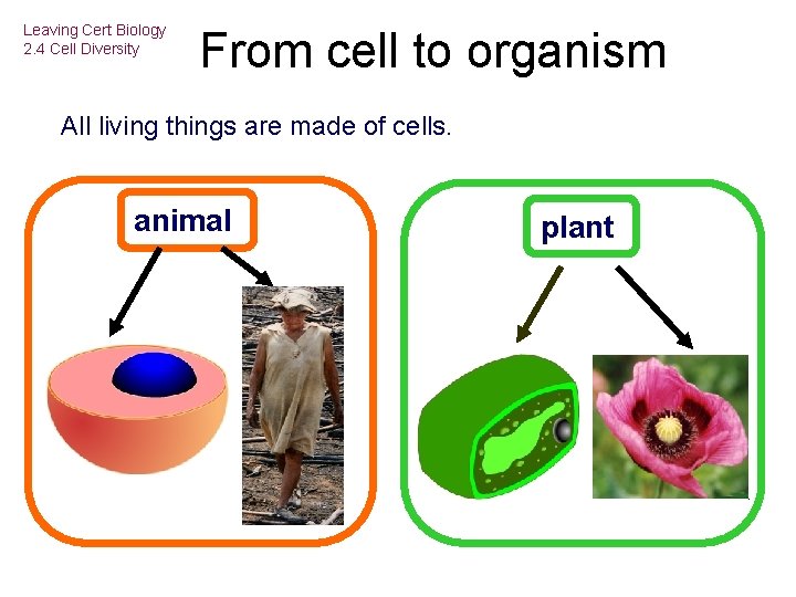 Leaving Cert Biology 2. 4 Cell Diversity From cell to organism All living things