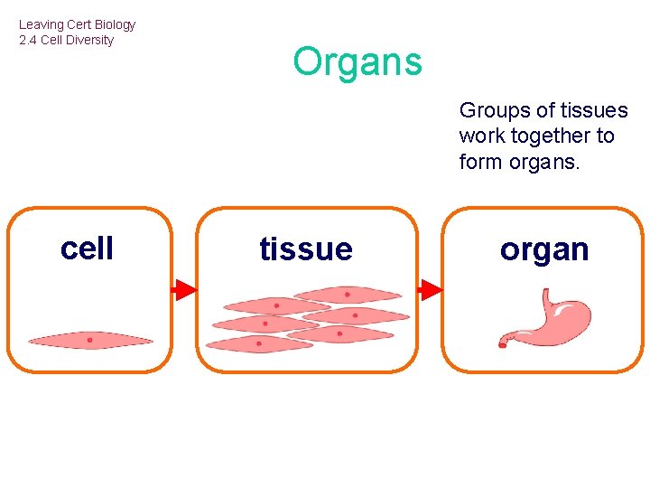 Leaving Cert Biology 2. 4 Cell Diversity Organs Groups of tissues work together to