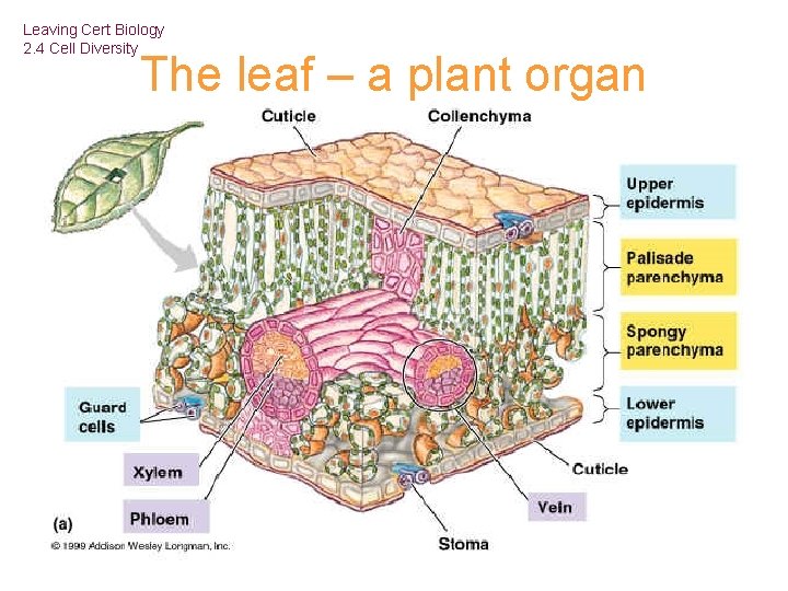 Leaving Cert Biology 2. 4 Cell Diversity The leaf – a plant organ 