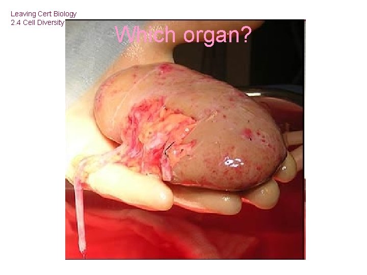 Leaving Cert Biology 2. 4 Cell Diversity Which organ? 