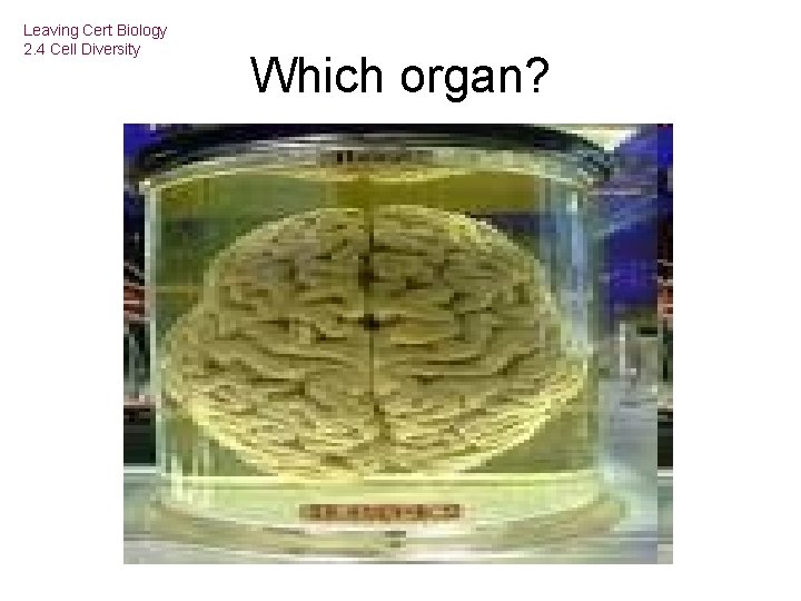 Leaving Cert Biology 2. 4 Cell Diversity Which organ? 