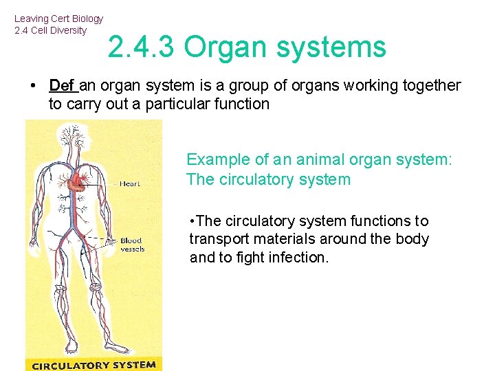 Leaving Cert Biology 2. 4 Cell Diversity 2. 4. 3 Organ systems • Def