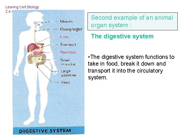 Leaving Cert Biology 2. 4 Cell Diversity Second example of an animal organ system