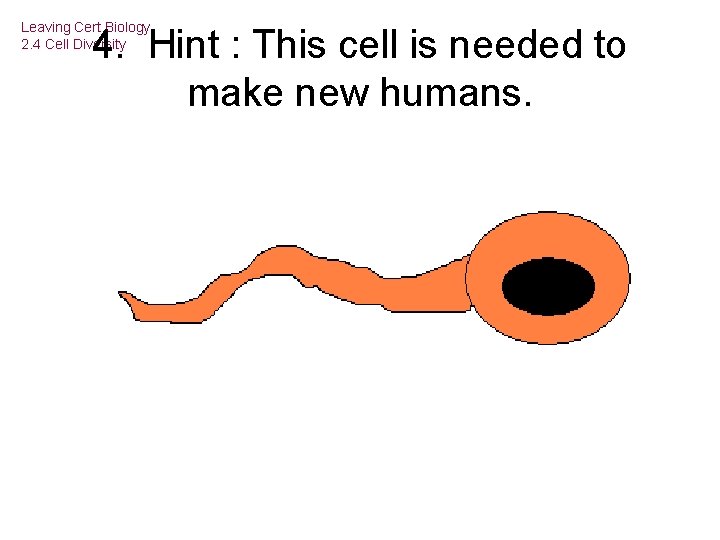 Leaving Cert Biology 2. 4 Cell Diversity 4. Hint : This cell is needed