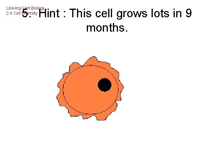 Leaving Cert Biology 2. 4 Cell Diversity 5. Hint : This cell grows lots