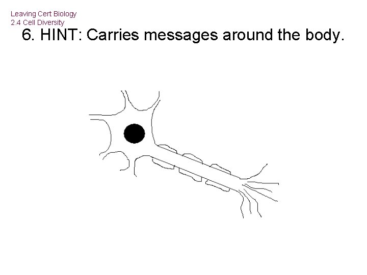 Leaving Cert Biology 2. 4 Cell Diversity 6. HINT: Carries messages around the body.