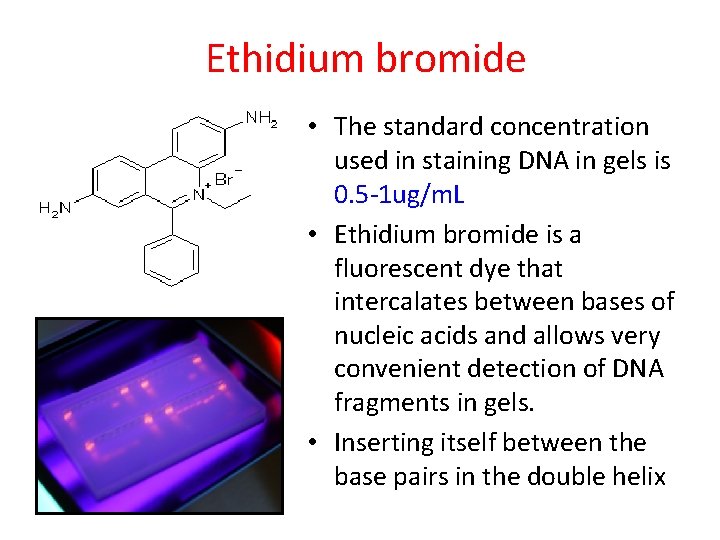 Ethidium bromide • The standard concentration used in staining DNA in gels is 0.