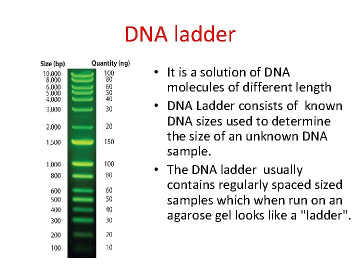 DNA ladder • It is a solution of DNA molecules of different length •