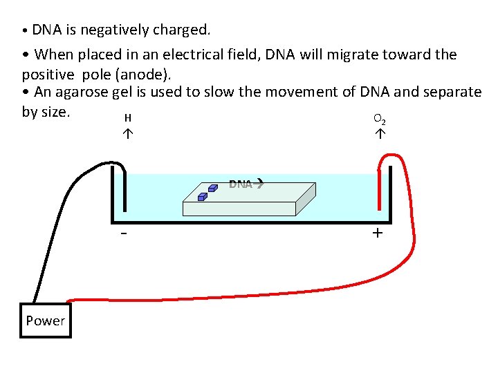  • DNA is negatively charged. • When placed in an electrical field, DNA