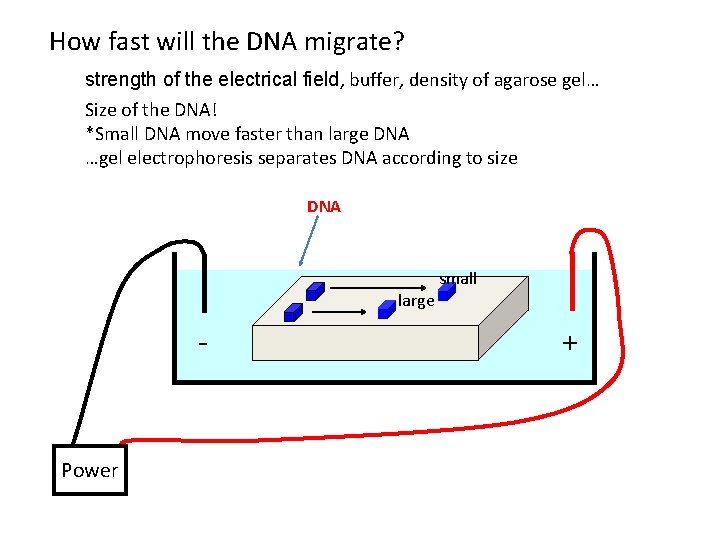 How fast will the DNA migrate? strength of the electrical field, buffer, density of