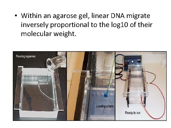  • Within an agarose gel, linear DNA migrate inversely proportional to the log