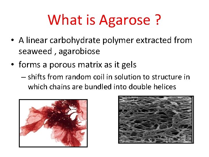 What is Agarose ? • A linear carbohydrate polymer extracted from seaweed , agarobiose