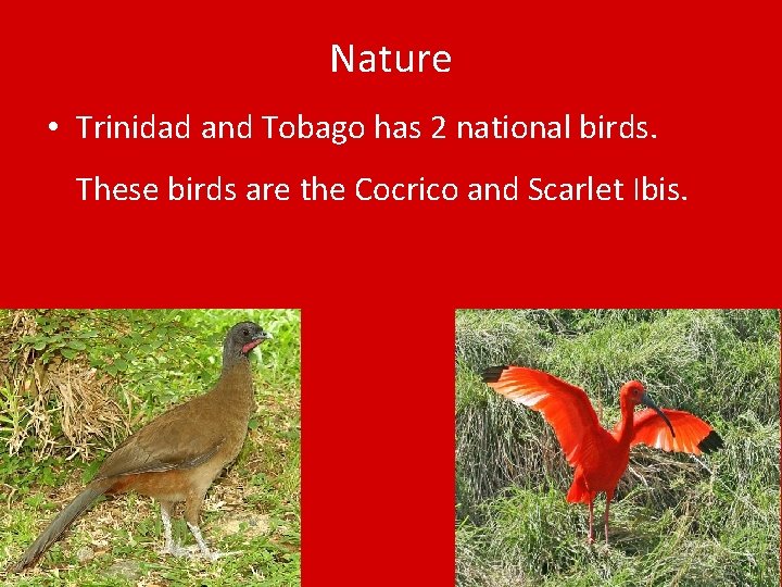 Nature • Trinidad and Tobago has 2 national birds. These birds are the Cocrico