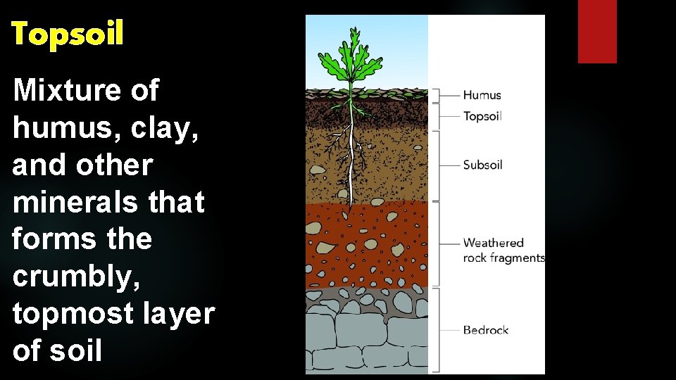 Topsoil Mixture of humus, clay, and other minerals that forms the crumbly, topmost layer