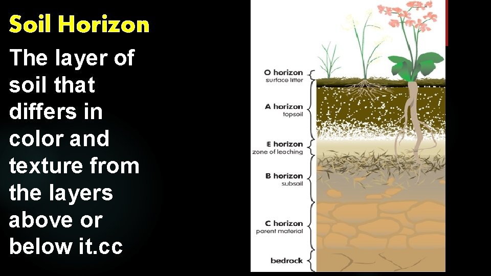 Soil Horizon The layer of soil that differs in color and texture from the