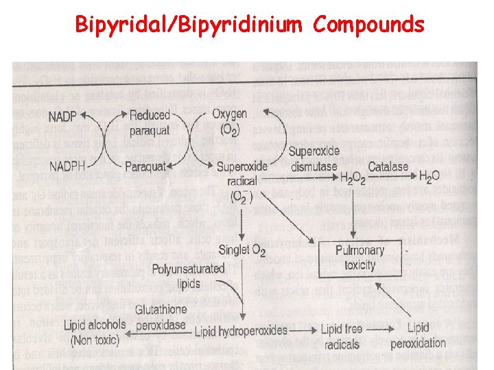 Bipyridal/Bipyridinium Compounds 