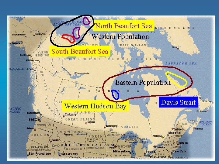 North Beaufort Sea Western Population South Beaufort Sea Eastern Population Western Hudson Bay Davis