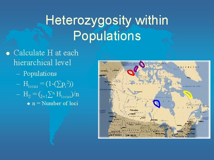 Heterozygosity within Populations l Calculate H at each hierarchical level – Populations – Hlocus