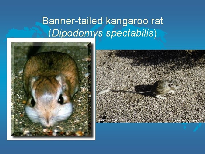 Banner-tailed kangaroo rat (Dipodomys spectabilis) 