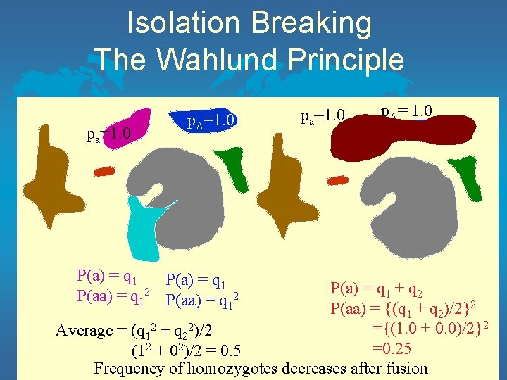 Isolation Breaking The Wahlund Principle pa=1. 0 p. A=1. 0 P(a) = q 1